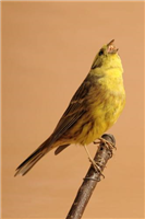 Yellowhammer (Emberiza citrinella). This is a male bird and these are much brighter in colour than the females.